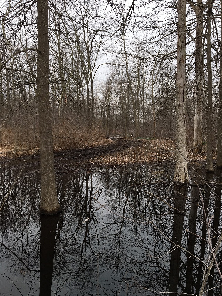 Project – Oak Openings Conservation Area – Maumee AOC